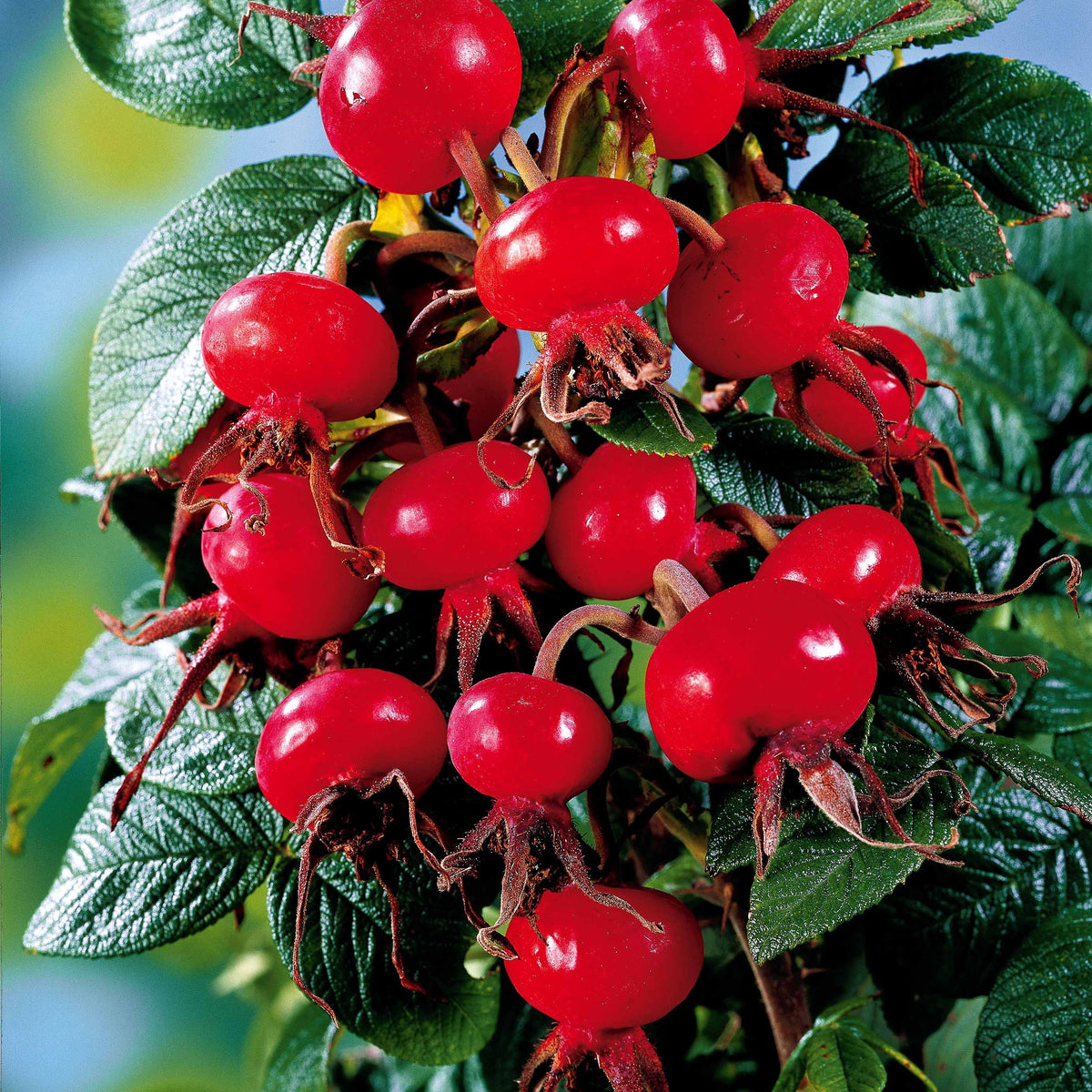 20 Rosiers botaniques Hansa - Rosa rugosa hansa - Willemse