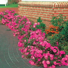 30 Rosiers couvre-sols Mirato ® - Willemse