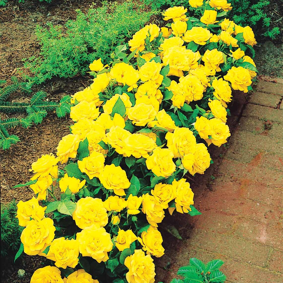 15 Mini-rosiers Randilla jaunes - Willemse