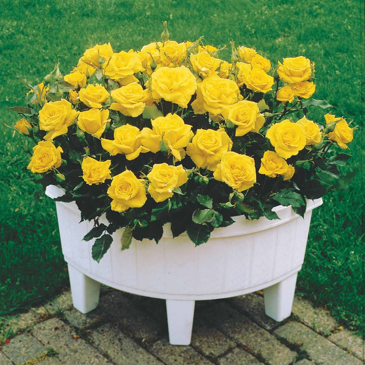 15 Mini-rosiers Randilla jaunes - Rosa randilla - Willemse