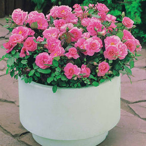 30 Mini-rosiers Randilla roses - Rosa randilla - Willemse