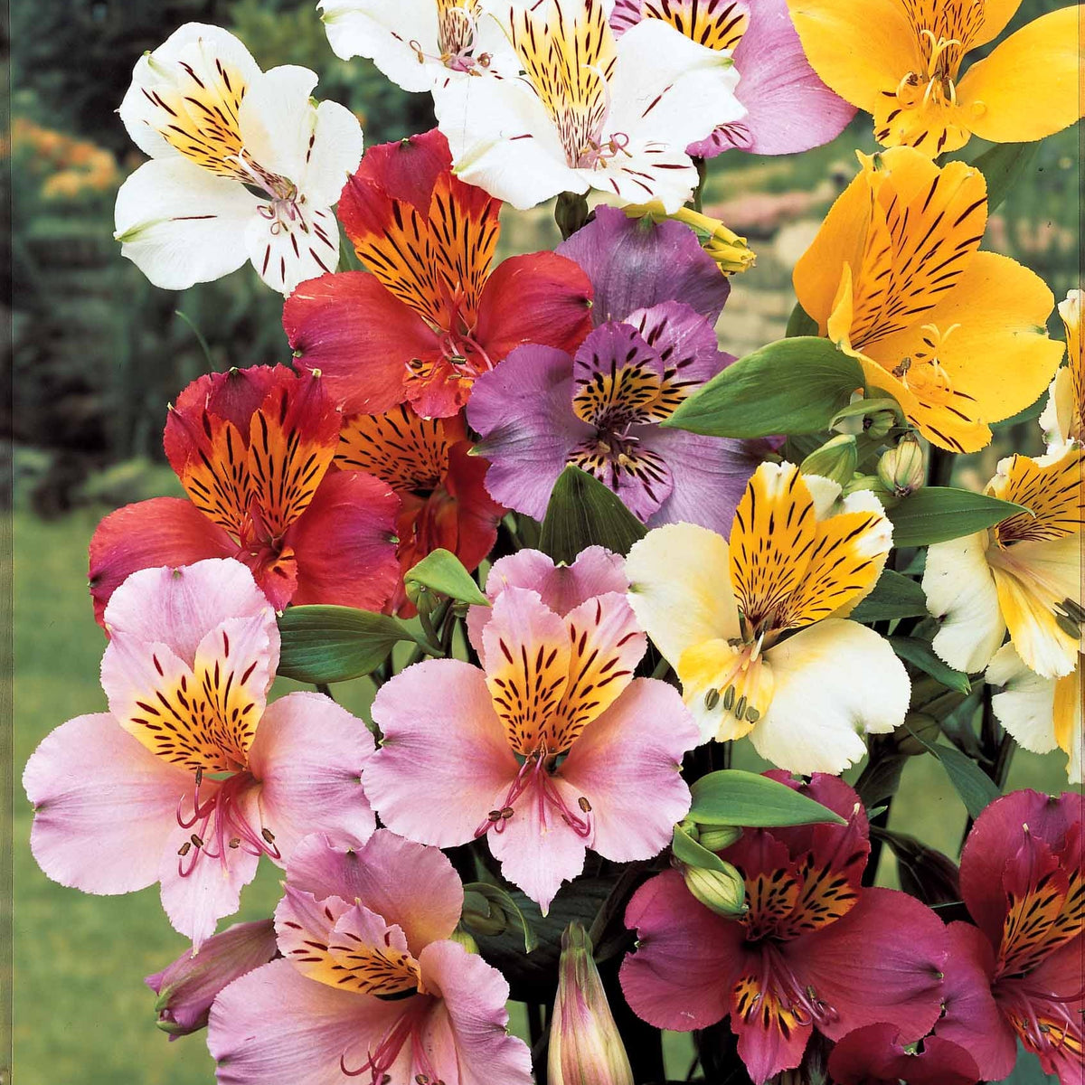 6 Lis des incas en mélange - Alstroemeria - Willemse