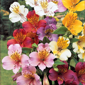 6 Lis des incas en mélange - Alstroemeria - Willemse