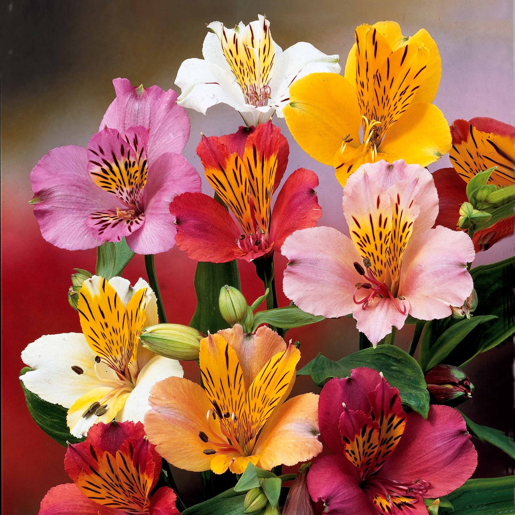 Alstroemeria - 6 Lis des incas en mélange - Fleurs vivaces