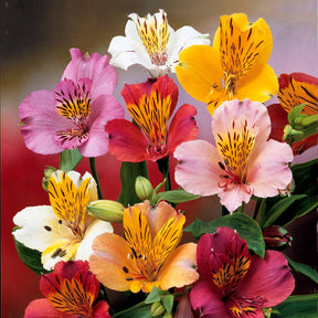 Alstroemeria - 6 Lis des incas en mélange - Fleurs vivaces