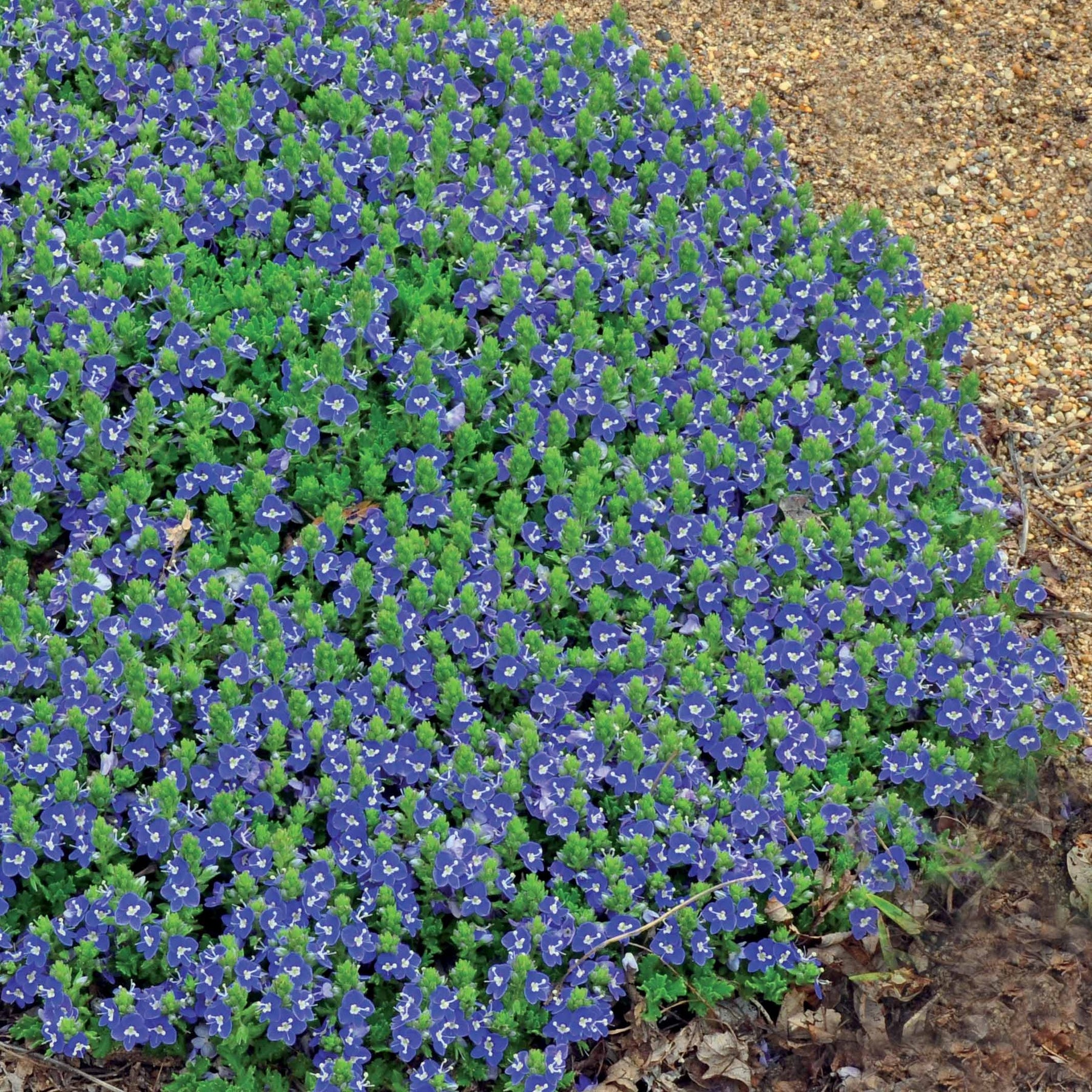 3 Véroniques Tidal Pool - Willemse