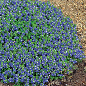 3 Véroniques Tidal Pool - Willemse