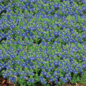 3 Véroniques Tidal Pool - Veronica tidal pool - Willemse