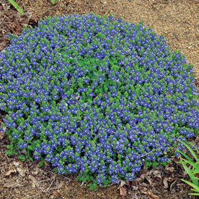 Veronica tidal pool - 3 Véroniques Tidal Pool - Véronique