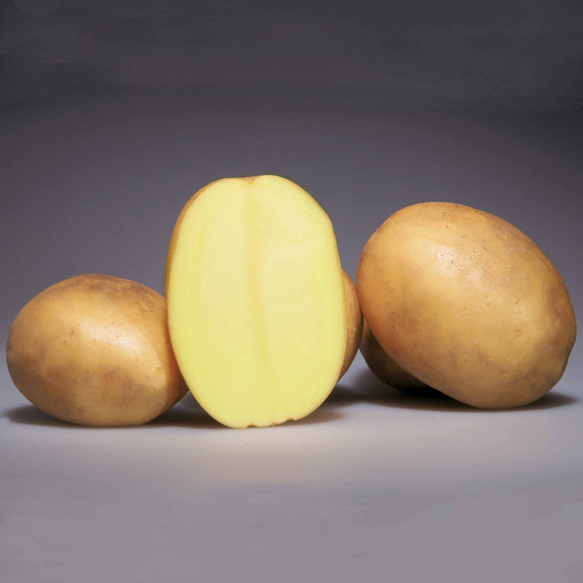 25 Pommes de terre Osiris - Willemse