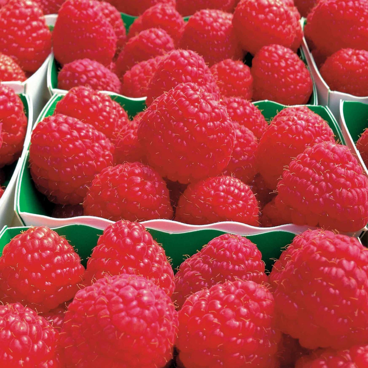 4 Framboisiers remontants Paris - Willemse