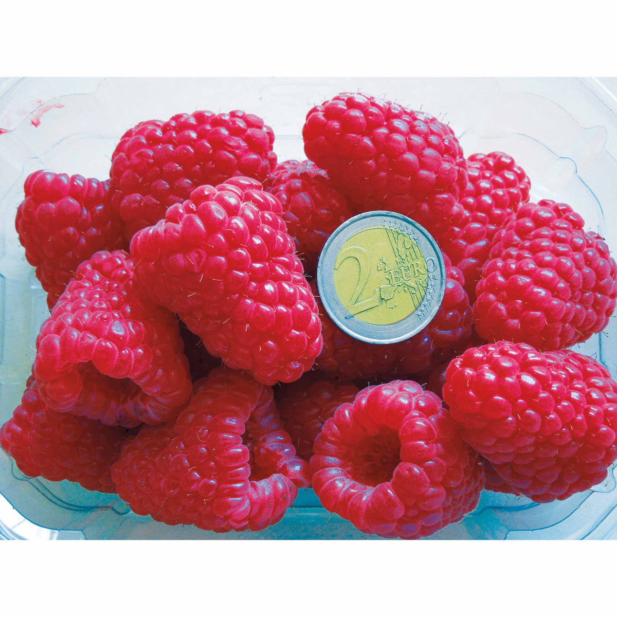 4 Framboisiers remontants Versailles - Rubus idaeus versailles - Willemse