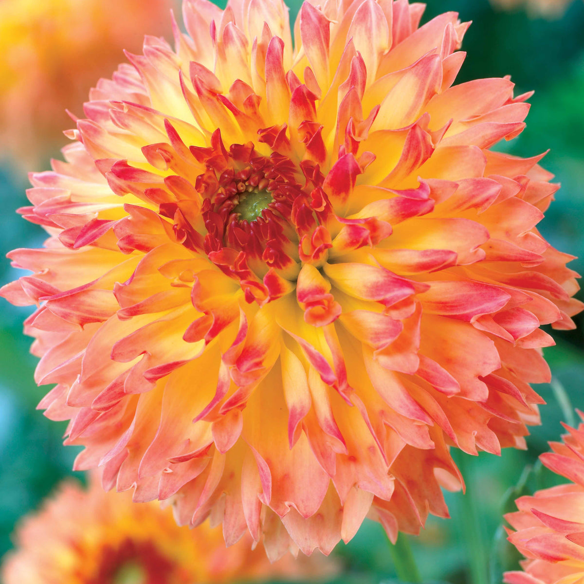 3 Dahlias décoratifs Puerto Rico - Willemse