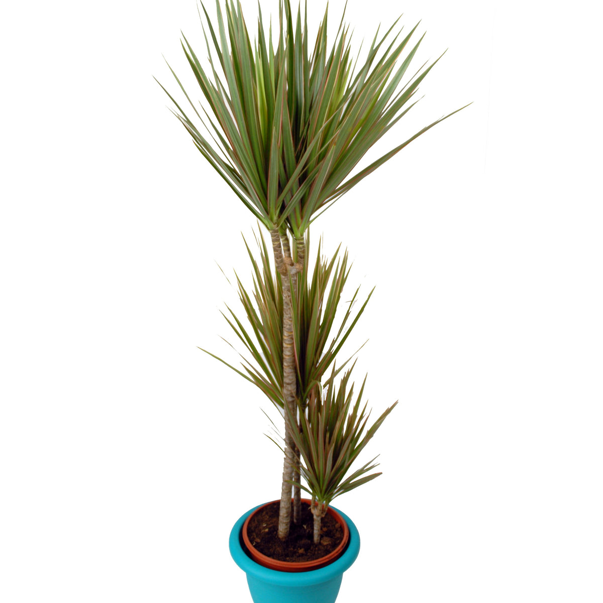 Dragonnier bicolore - Willemse