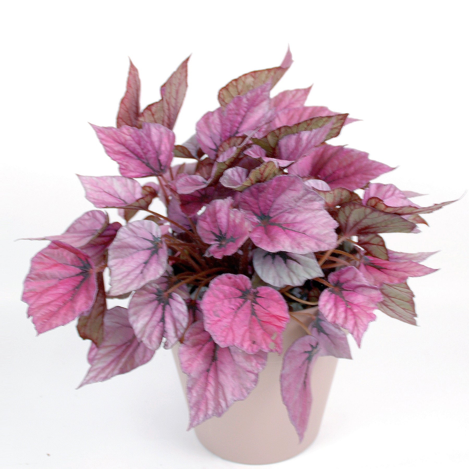 Bégonia d'intérieur Eté indien - Willemse