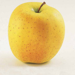 Pommier Golden Delicious en palmette - Willemse