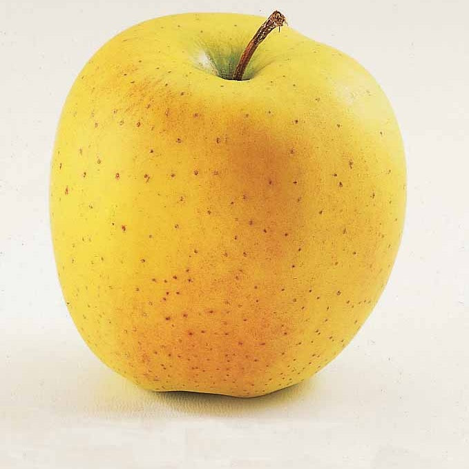 Pommier Golden Delicious en palmette - Willemse