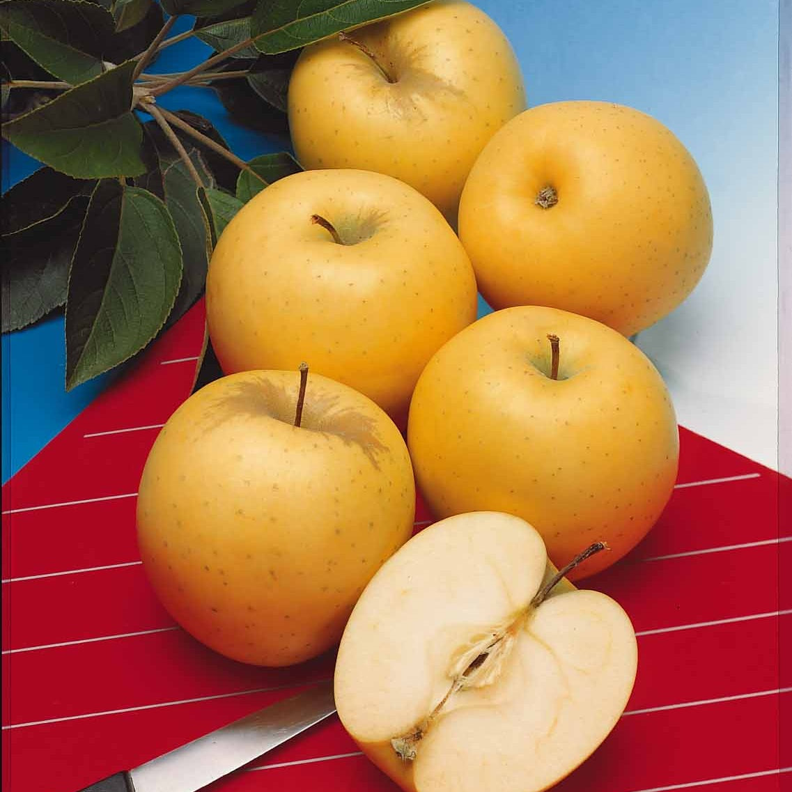 Pommier Golden Delicious en palmette - Malus communis golden delicious - Willemse