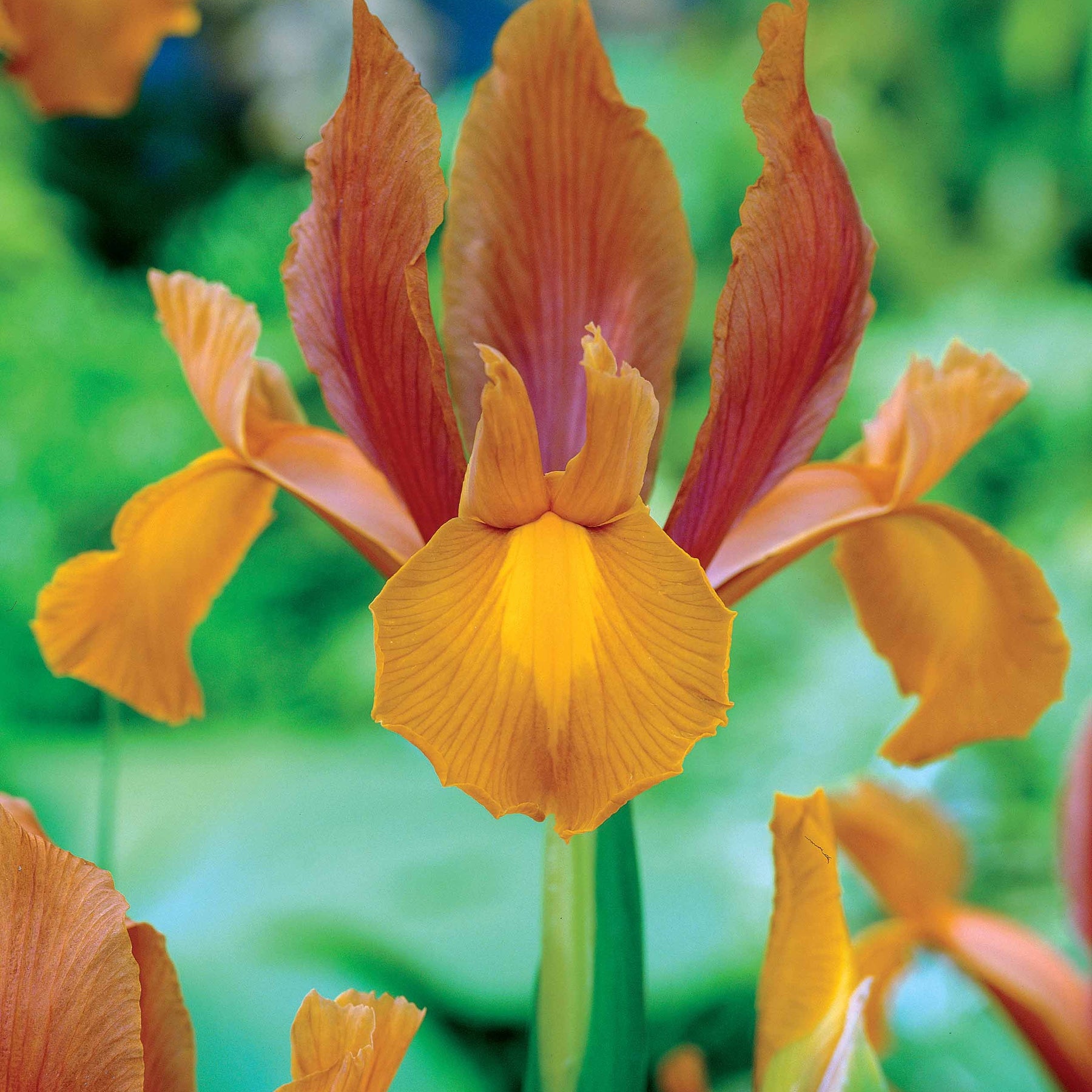 20 Iris de Hollande Princesse d'automne - Willemse