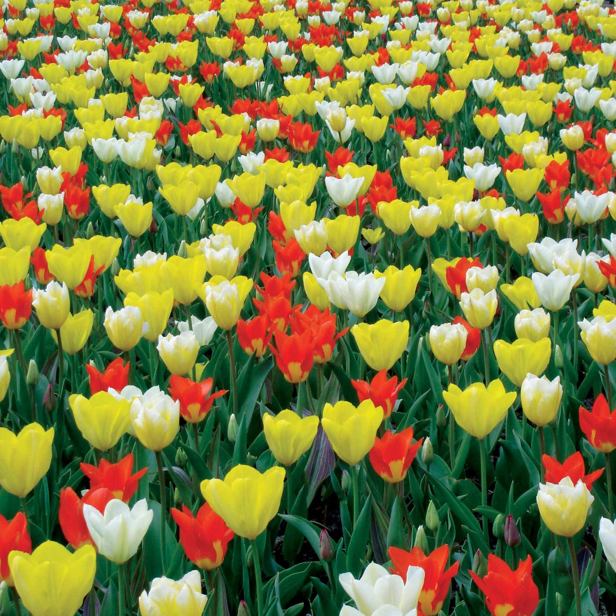 20 tulipes botaniques multicolores fosteriana - Willemse