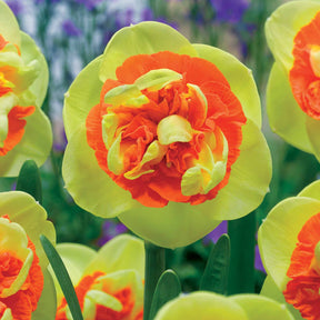 3 Narcisses Kiwi Sunset - Willemse