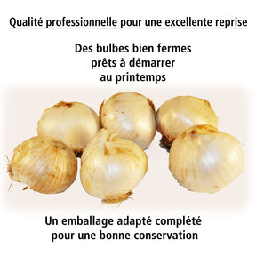 3 Ails d'Afghanistan - Allium nevskianum - Willemse