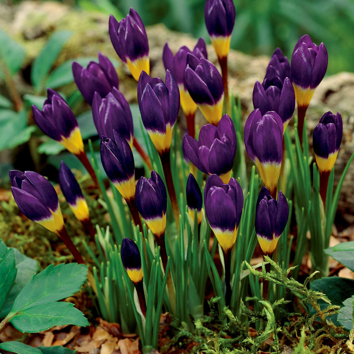 25 crocus tricolores - Willemse