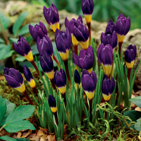 25 crocus tricolores - Willemse