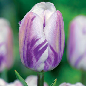 5 Tulipes Triomphe Drapeau enflammé - Willemse