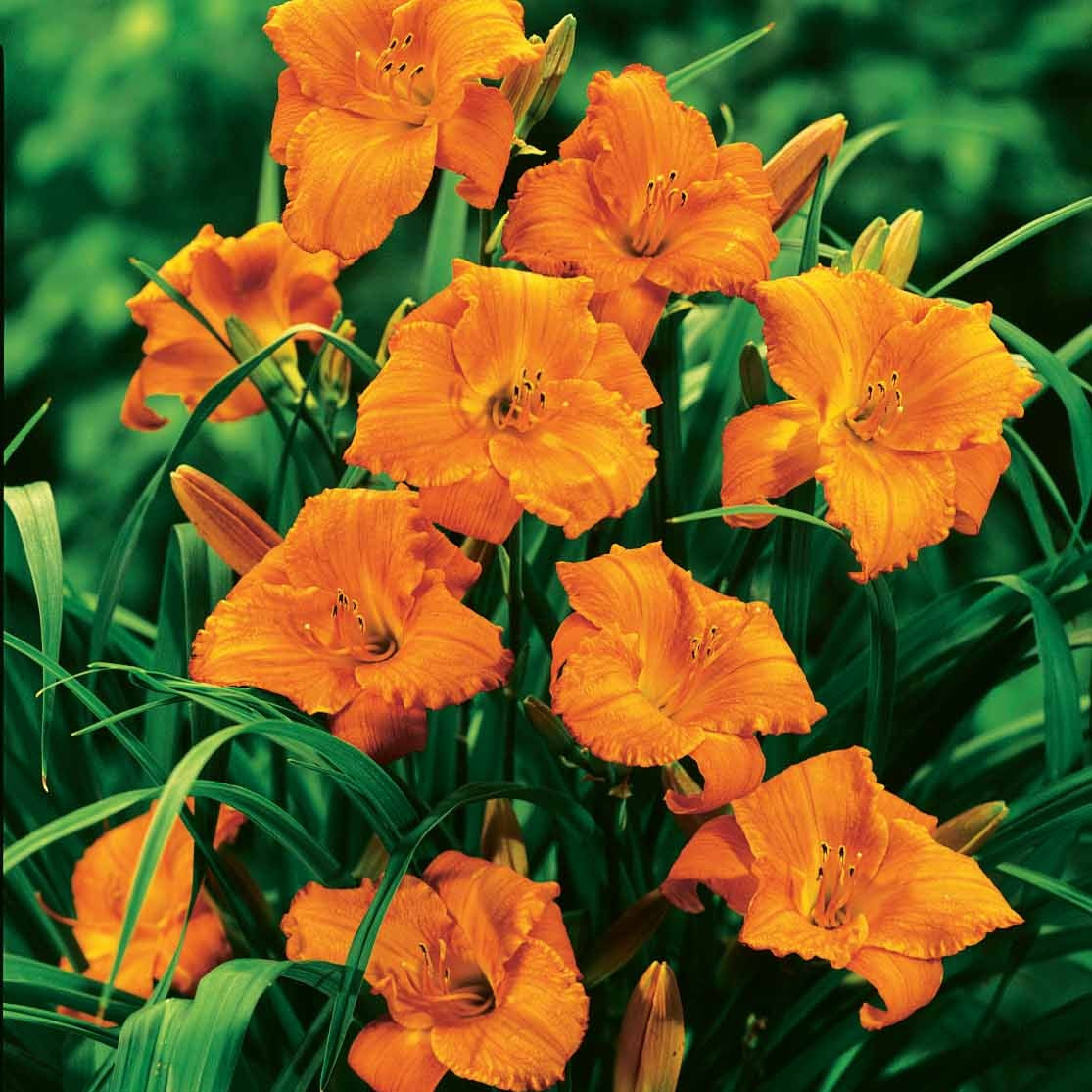 3 Hémérocalles Mona Loa (Lis perpétuels) - Willemse