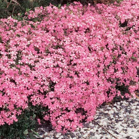 6 Phlox mousse rose pâle - Willemse