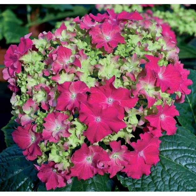 Hortensia Frisotté rouge - Willemse