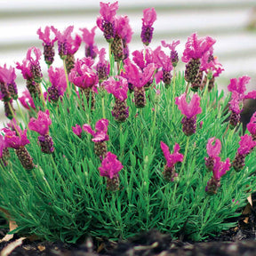 2 Lavandes papillon Princess Lace - Lavandula stoechas the princess ® lavender ib910-2 - Willemse