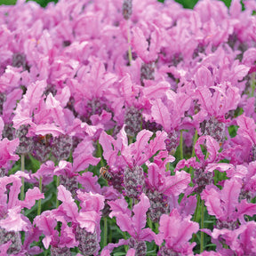 Lavandula stoechas the princess ® lavender ib910-2 - 2 Lavandes papillon Princess Lace - Lavandes