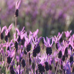 Vente 2 Lavandes papillon Princess Lace - Lavandula stoechas the princess ® lavender ib910-2