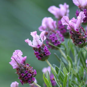 Vente 2 Lavandes papillon Princess Lace