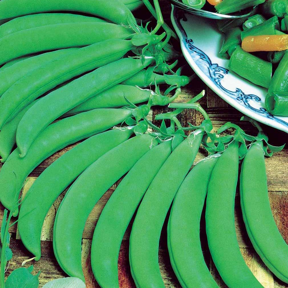 Pois ridé Sugar snap Delikett - Willemse