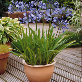 Agapanthus umbellatus, polar ice - Collection 5 agapanthes (3 bleues. 2 blanches) - Agapanthes