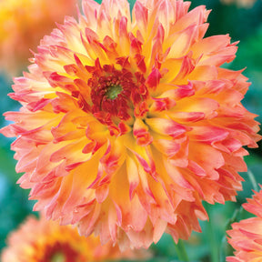 Coll. 9 dahlias décoratifs (3 Puerto Rico, 3 Sakura Fubuki, 3 Fubuki rouge/blanc - Dahlia 'puerto rico',' red an whitefubuki', 'sakura fubuki' - Willemse