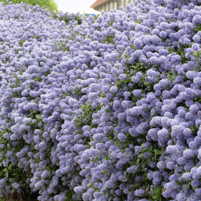 Céanothes - Lilas de Californie - 2 Céanothes Victoria ou Lilas de Californie - Ceanothus impressus victoria