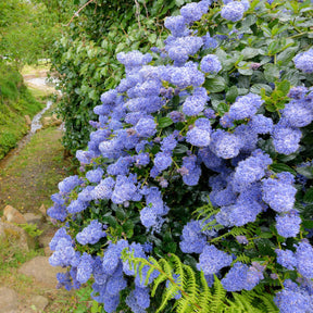 Vente 2 Céanothes Victoria ou Lilas de Californie - Ceanothus impressus victoria