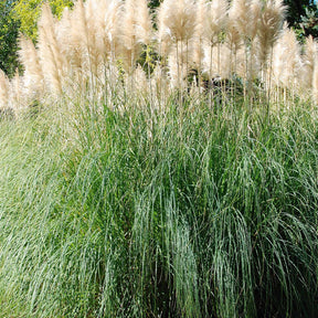 2 Herbes de la pampa blanches - Willemse