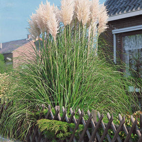 2 Herbes de la pampa blanches - Cortaderia selloana monstruosa - Willemse