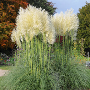 Cortaderia selloana monstruosa - 2 Herbes de la pampa blanches - Herbe de la Pampa