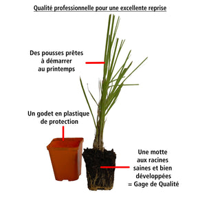 Vente 2 Herbes de la pampa blanches