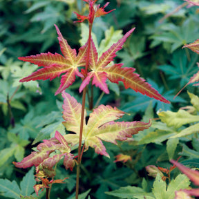  - 2 Erables japonais Rêve orange - Acer palmatum orange dream