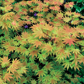 Vente 2 Erables japonais Rêve orange - Acer palmatum orange dream