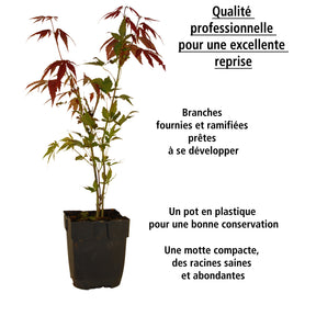 Vente 2 Erables japonais Rêve orange