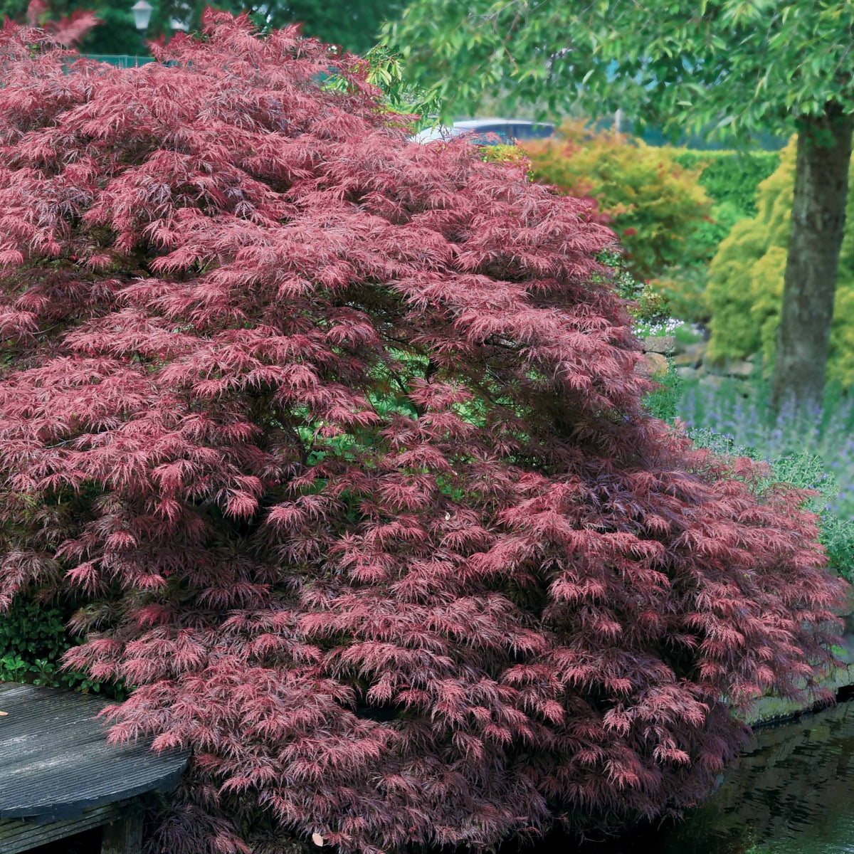 2 Erables du japon Garnet - Willemse
