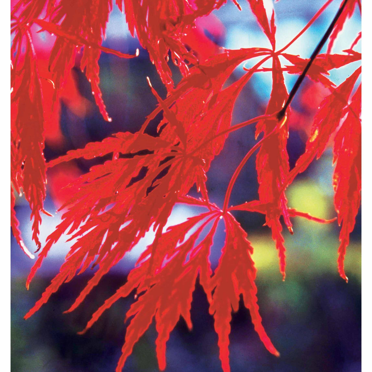2 Erables du japon Garnet - Acer palmatum dissectum garnet - Willemse